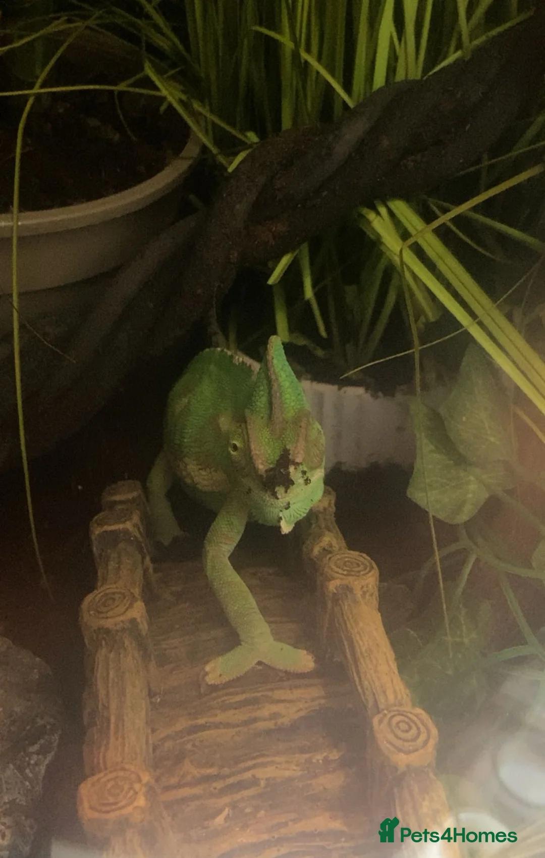 Chameleon reptiles for sale: Yemen Chameleon  in Hull - Advert 1