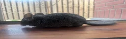 Chinchilla rodents for sale: Baby chinchillas  - Advert 6