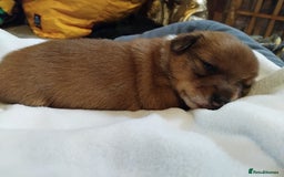 Mixed Breed dogs for sale: Beautiful YorkieRussell pups for sale! Small size  - Image 10