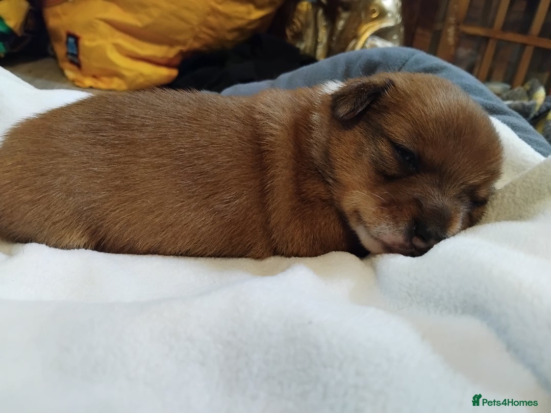 Mixed Breed dogs for sale: Beautiful YorkieRussell pups for sale! Small size  - Image 10