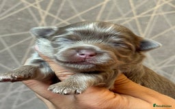 Chihuahua dogs for sale: Last Boy- Chihuahua Longhair Blue Eye Merle Boy - Image 14