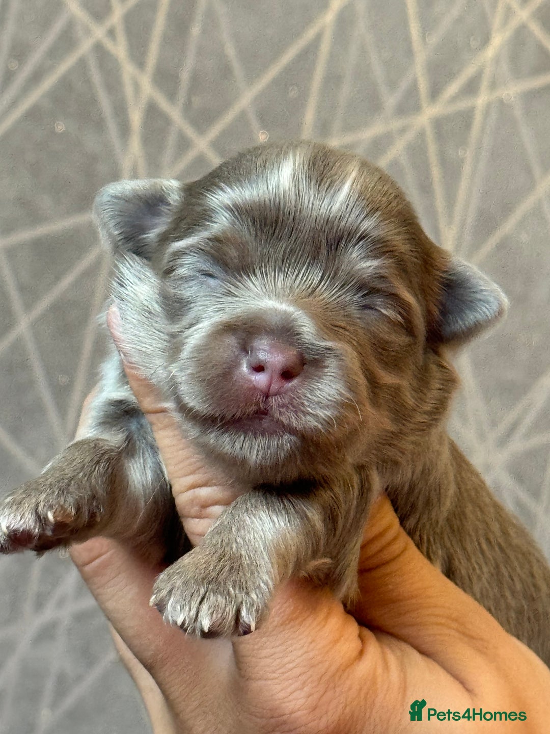 Chihuahua dogs for sale: Last Boy- Chihuahua Longhair Blue Eye Merle Boy - Image 14