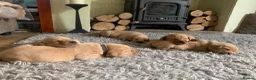 Labrador Retriever dogs for sale: Adorable KC Labrador puppies 🐾 - Advert 28