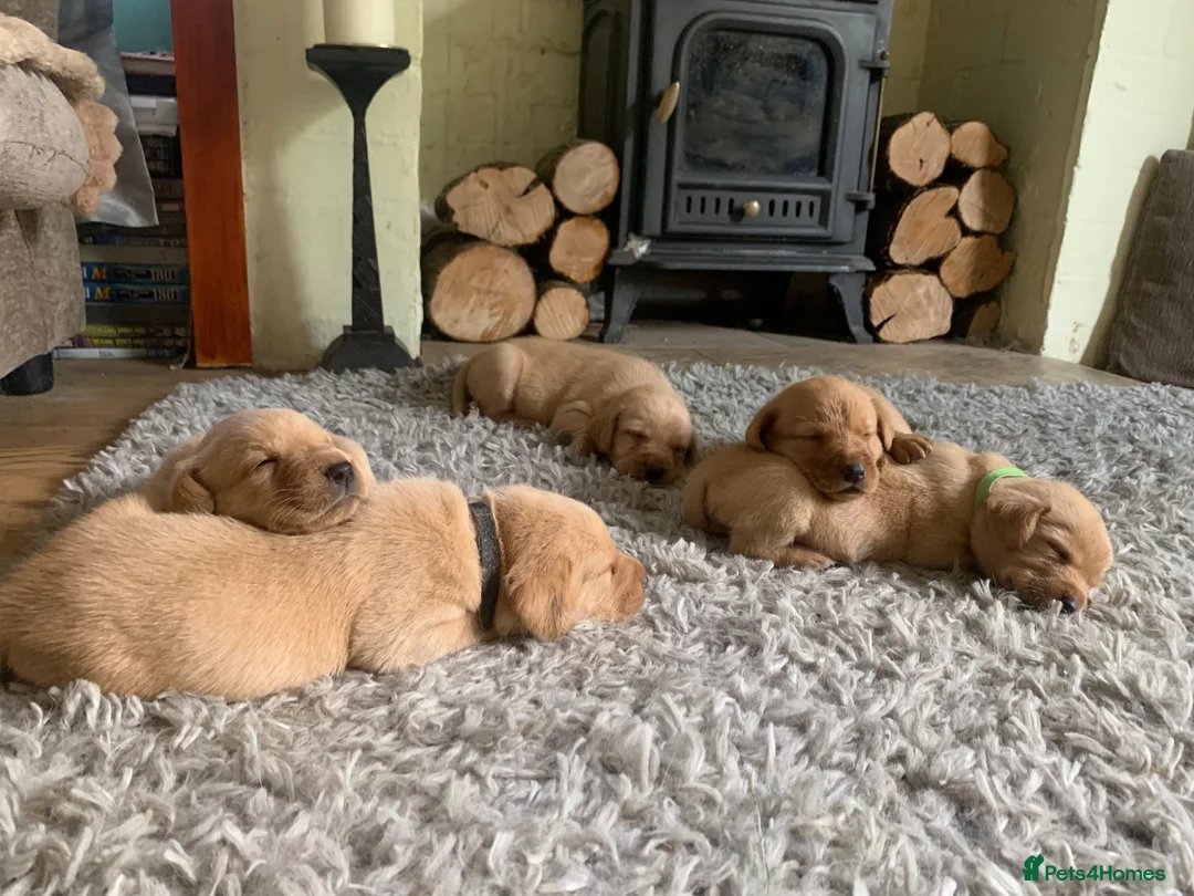 Labrador Retriever dogs for sale: Adorable KC Labrador puppies 🐾 - Advert 28