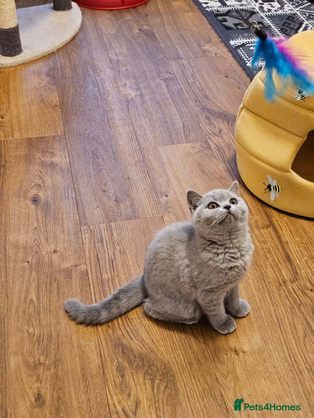 British Shorthair cats for sale: Beautiful British Shorthair kittens NEUTERED - Advert 4