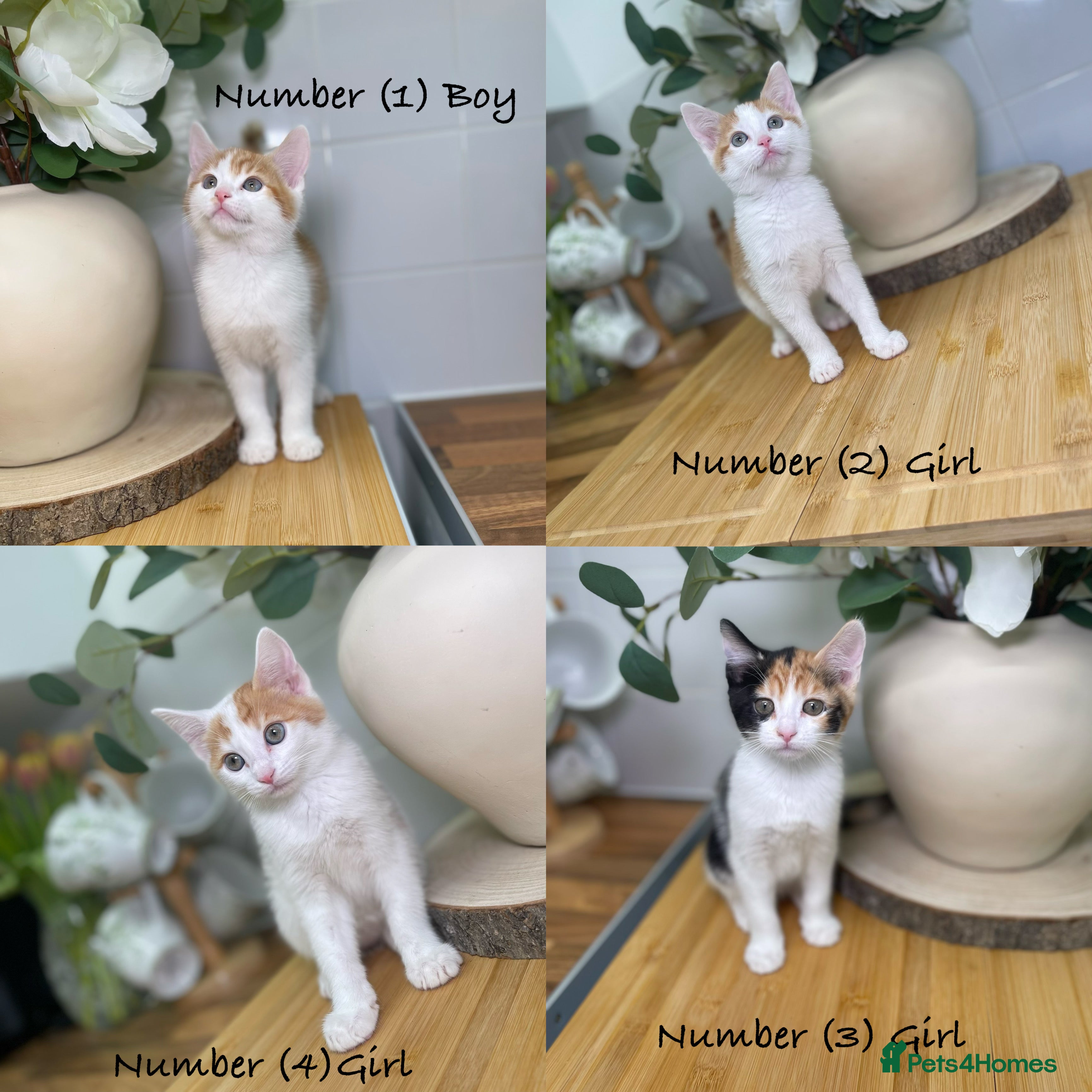 Mixed Breed cats 4 beautiful kittens 8 weeks old ready to leave in Feltham - Advert 2