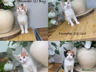 Mixed Breed cats 4 beautiful kittens 8 weeks old ready to leave in Feltham - Advert 2