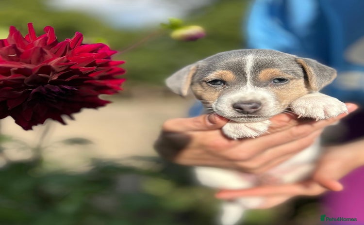 Jack Russell dogs - Advert 3