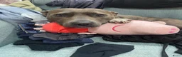 Staffordshire Bull Terrier dogs for sale: Frida  in Doncaster - Advert 5