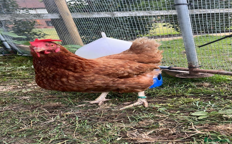 Chickens poultry - Advert 2