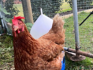 Chickens poultry - Advert 14
