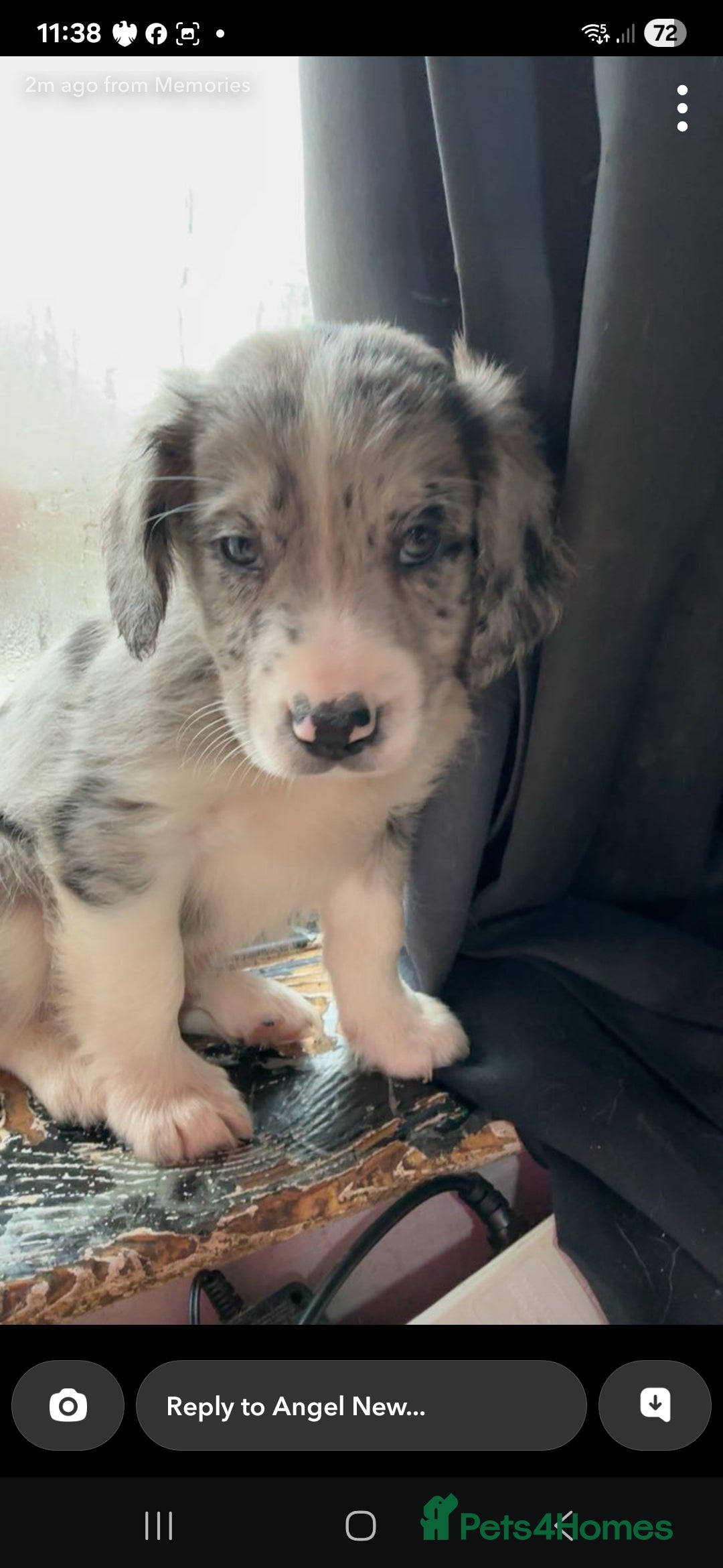 Mixed Breed dogs for sale: Beautifull sprollie pups - Advert 1