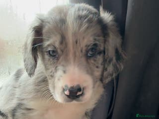 Mixed Breed dogs Beautifull sprollie pups - Advert 17