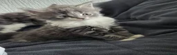 Maine Coon cats for sale: Maine coon - Advert 2