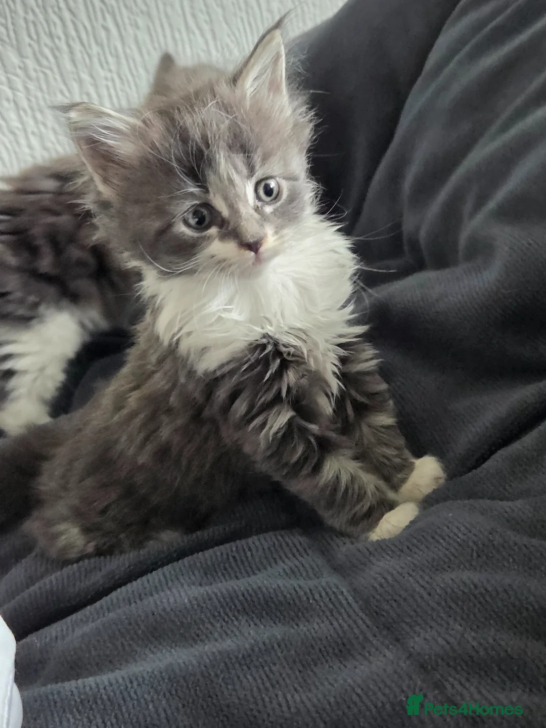 Maine Coon cats for sale: Maine coon - Advert 2