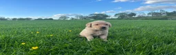 Labrador Retriever dogs for sale: 8 Labrador puppies for sale - Advert 8