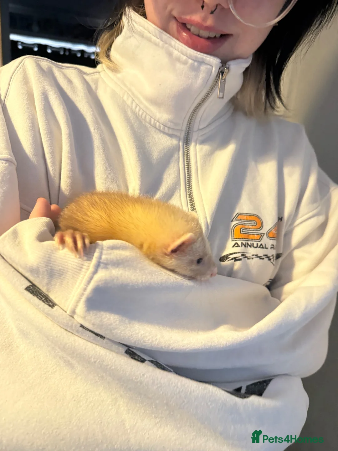 Ferret rodents for sale: 16 week hob Ferret - Advert 2