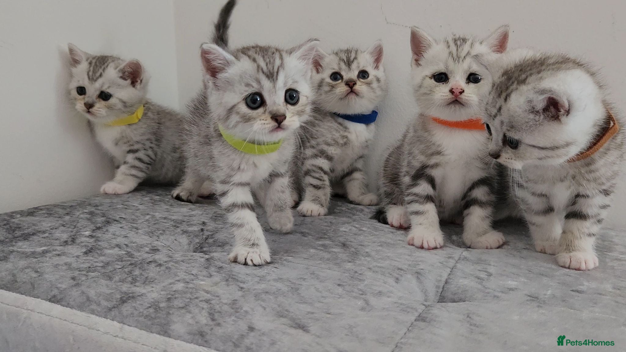 British Shorthair cats 🏆 Silver British Shorthairs pedigree 🏆  - Advert 1