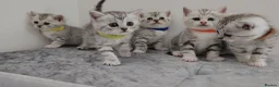 British Shorthair cats for sale: 🏆 Silver British Shorthairs pedigree 🏆  - Advert 1