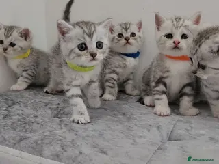 British Shorthair cats 🏆 Silver British Shorthairs pedigree 🏆 - Advert 5