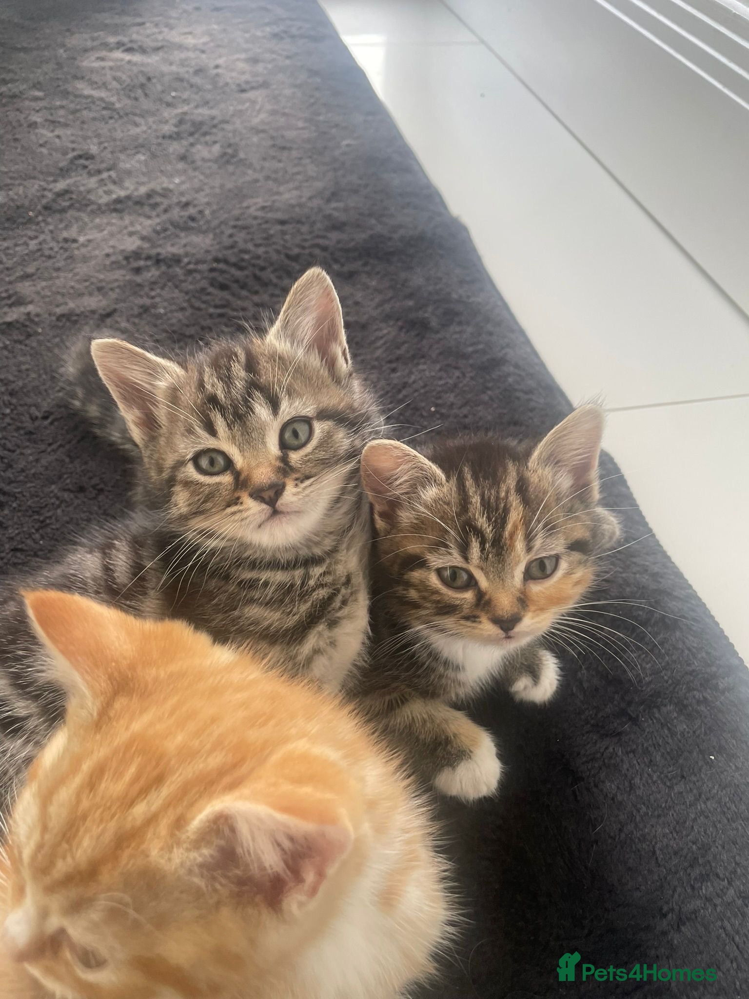 Mixed Breed cats 9-Week-Old Female Kitten with Accessories - Advert 2