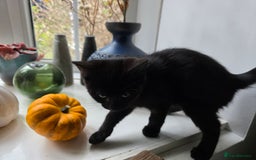 Ragdoll cats for sale: Beautiful black & white Ragdoll X kittens - Image 24