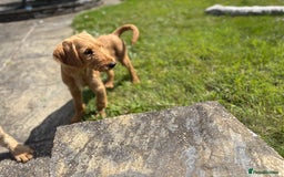 Labradoodle dogs for sale: F1 Standard Labradoodles in Aberystwyth - Image 28