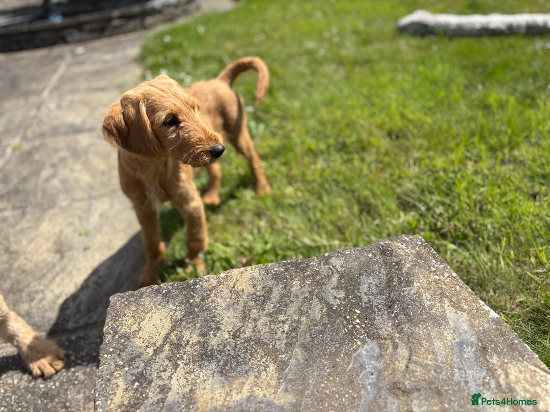 Labradoodle dogs for sale: F1 Standard Labradoodles in Aberystwyth - Image 28