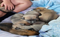 Mixed Breed dogs for sale: Belgian malinois/ border collie  - Image 9