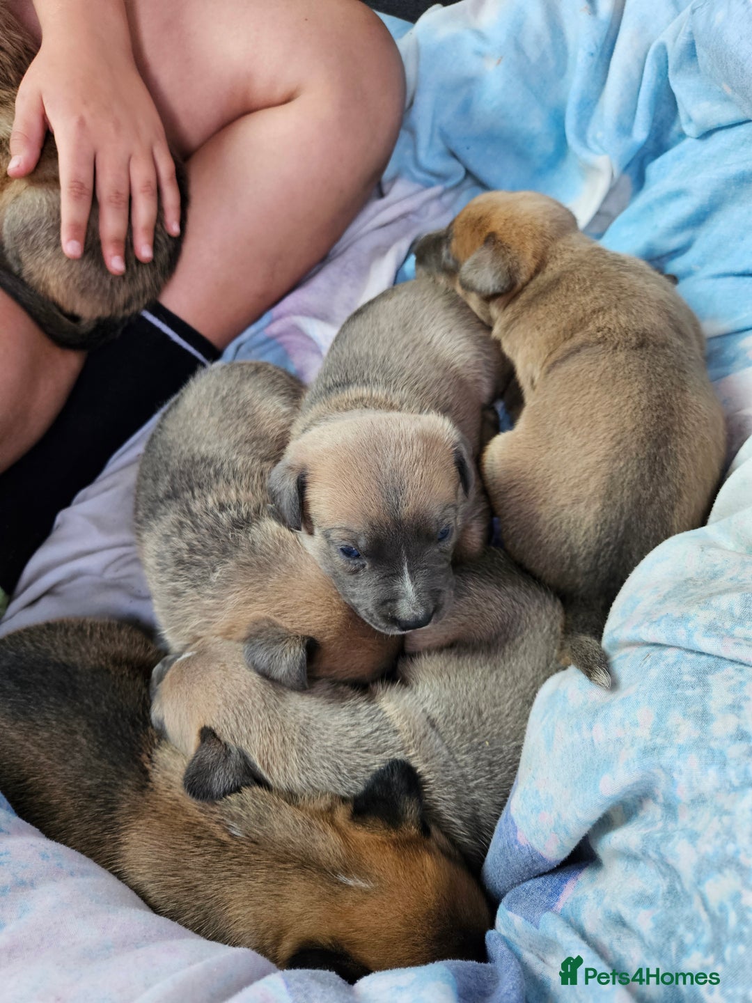 Mixed Breed dogs for sale: Belgian malinois/ border collie  - Image 9