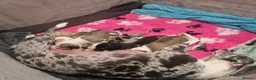 Lurcher dogs for sale: Lurcher pups - Advert 2