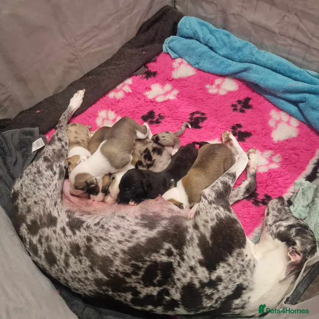 Lurcher dogs for sale: Lurcher pups - Advert 2