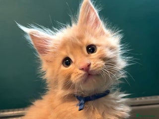 Maine Coon cats - Advert 12