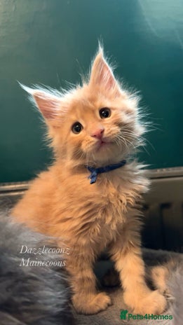 Maine Coon cats - Advert 2