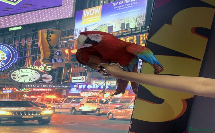 Macaws birds - Advert 3