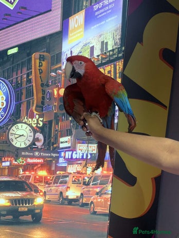 Macaws birds - Advert 12