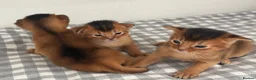 Abyssinian cats for sale: Pure breed Abyssinian kitten GCCF registered  - Advert 12