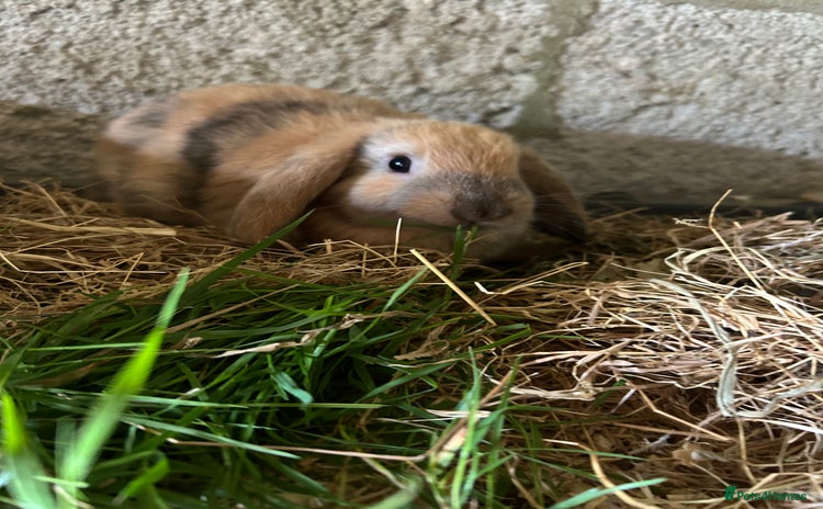 Dwarf Lop rabbits - Advert 1