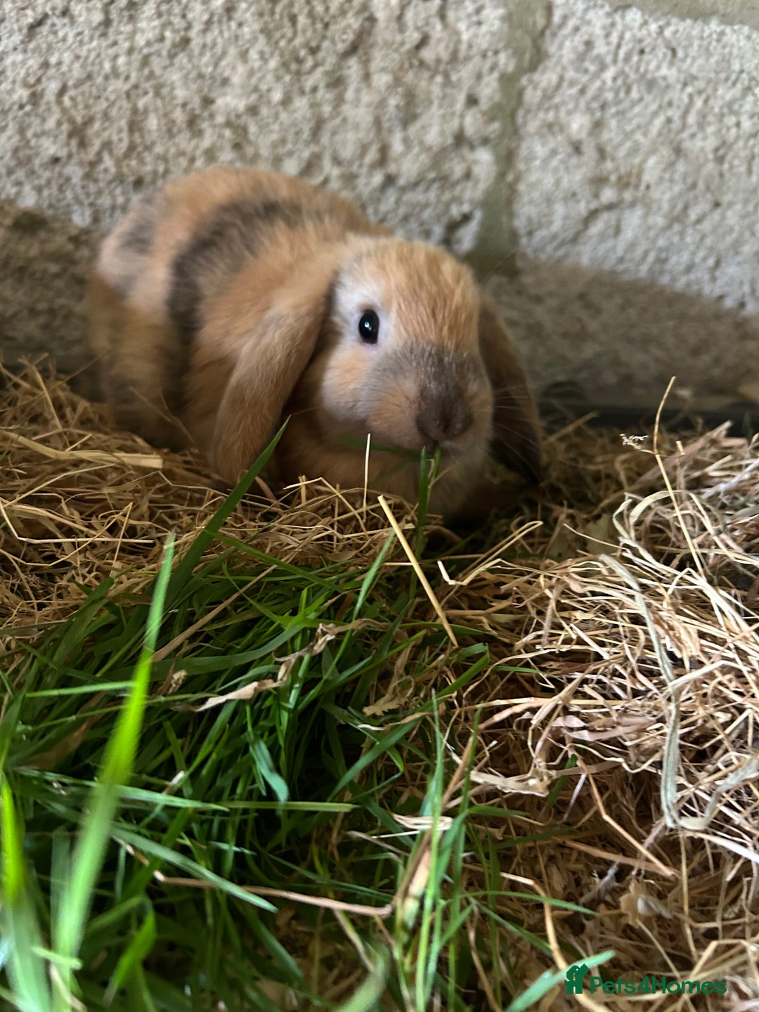 Dwarf Lop rabbits for sale: Dwarf lops - Image 1