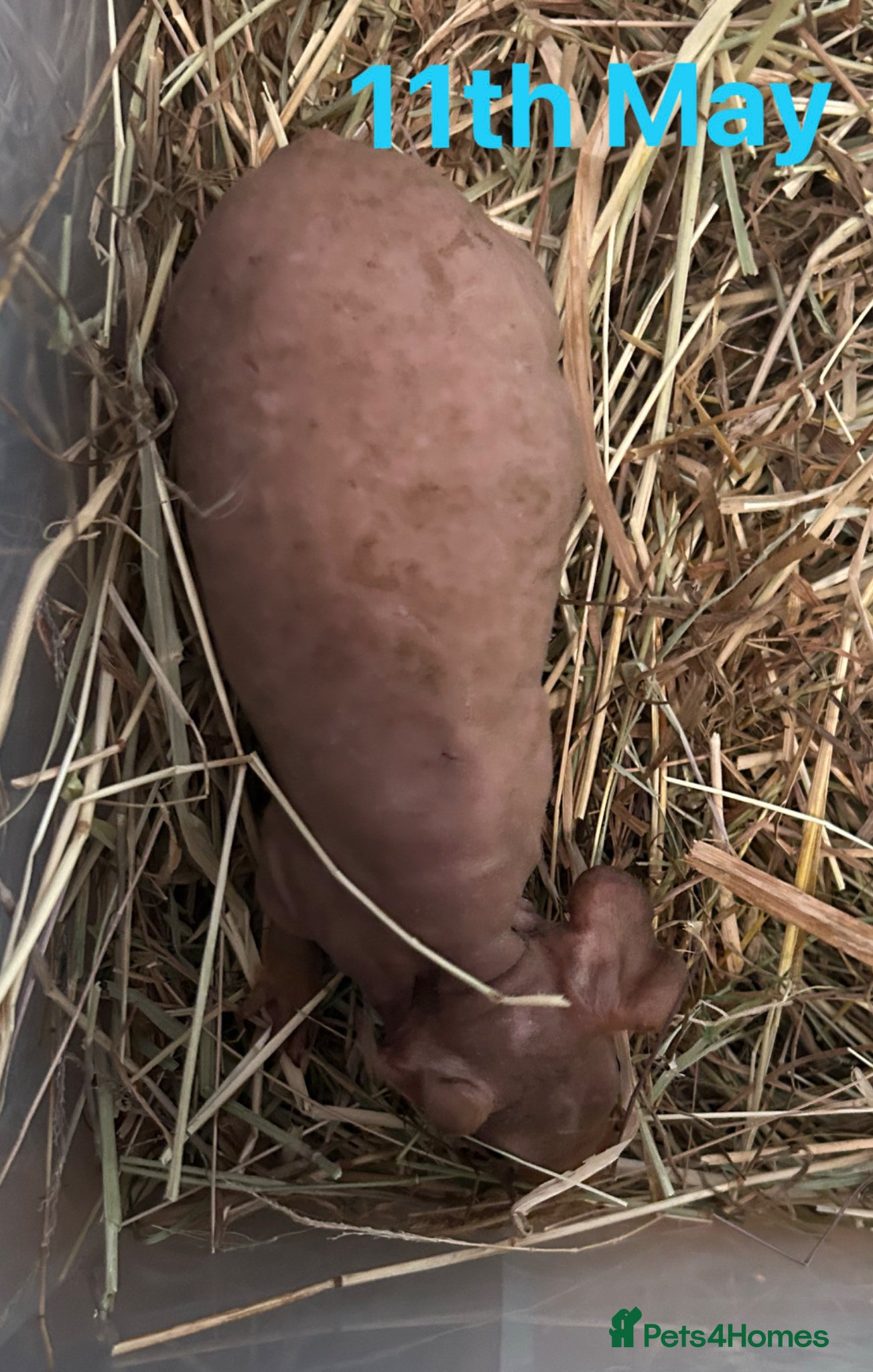 Guinea Pig rodents Skinny Pig Boars. - Advert 6