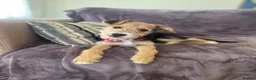 Mixed Breed dogs for adoption: Terrific Little Trixie - Advert 4