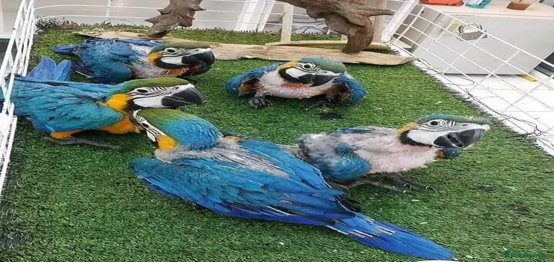 Gallery Image {{count}}