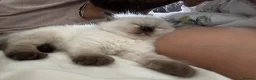 Ragdoll cats for sale: Beautiful Ragdoll Kittens Flame Point & tortie - Advert 7