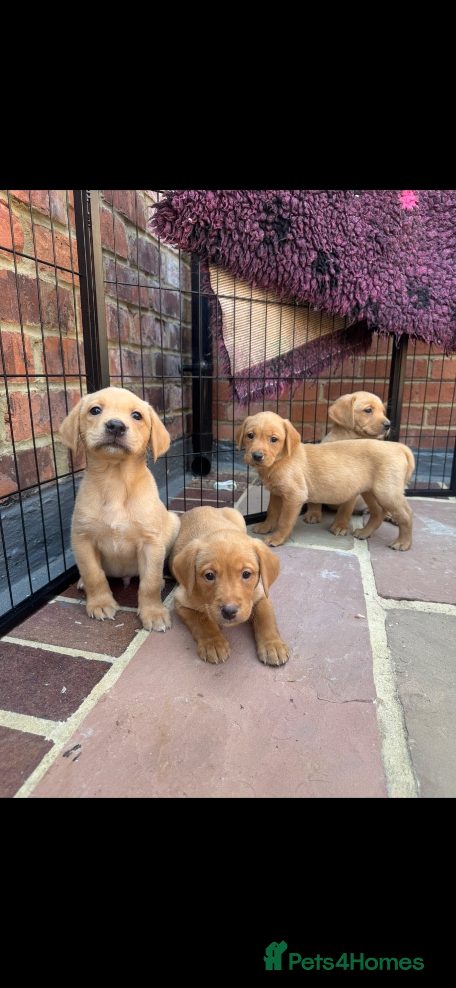 Labrador Retriever dogs Working line Labrador boys  - Advert 2