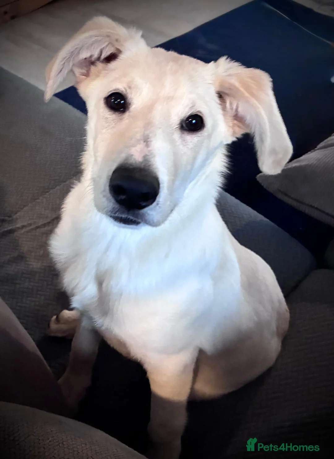 Mixed Breed dogs for adoption: Majestic Scoopy 5 mth Lab cross Shepperd  - Advert 8