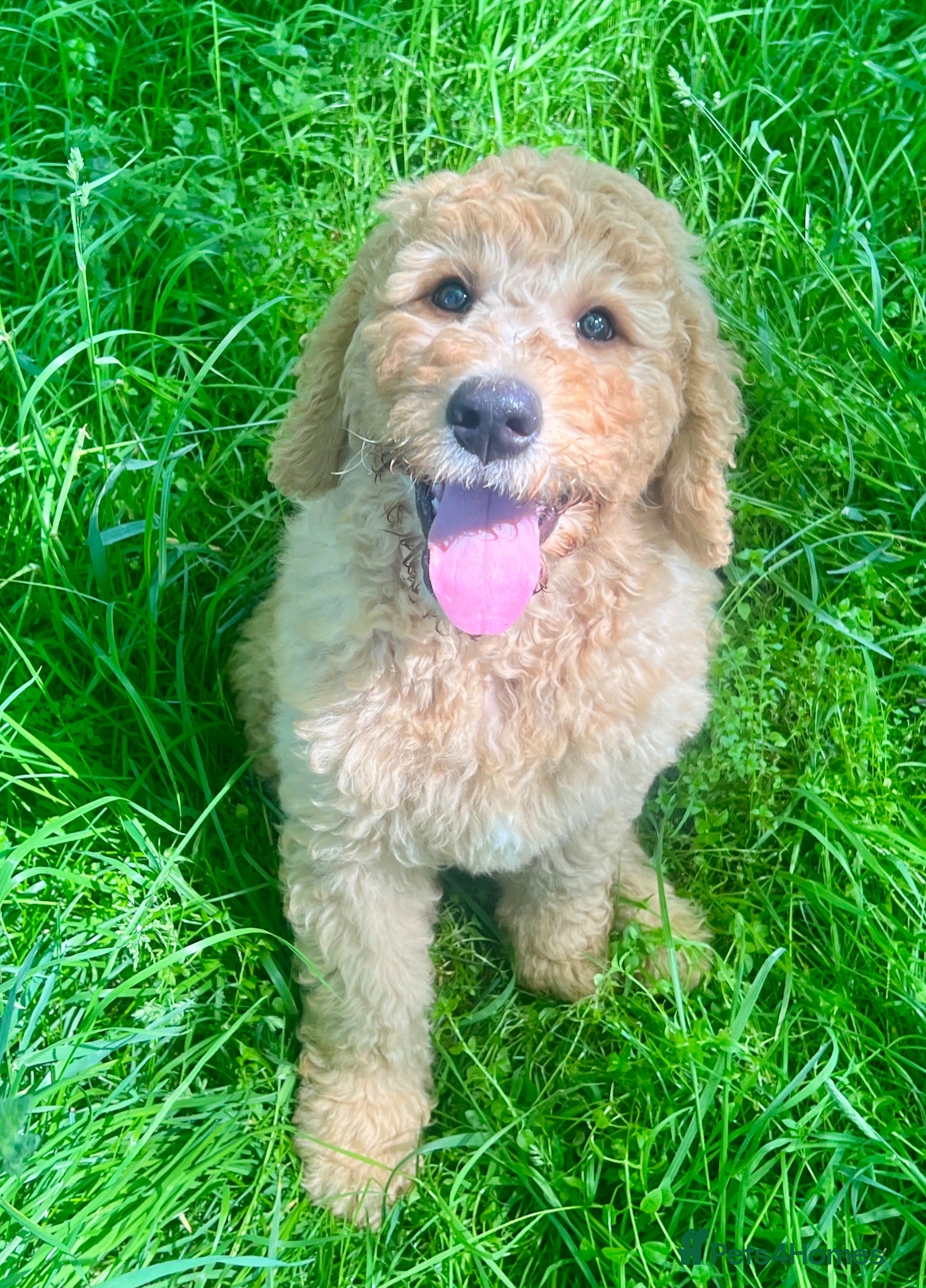Labradoodle dogs Stunning F1 labradoodle  - Advert 2
