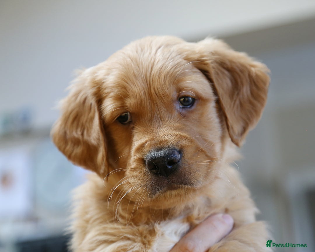 Golden Retriever dogs for sale: KC Registered Championship Line Golden Retrievers - Advert 25