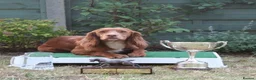 Cocker Spaniel dogs for sale: Working cocker spaniel Kc reg - Advert 1