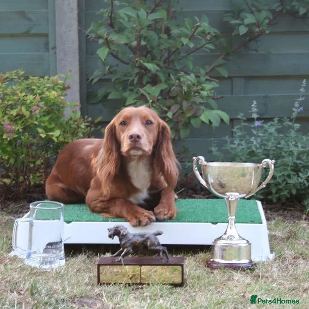 Cocker Spaniel dogs for sale: Working cocker spaniel Kc reg - Advert 1