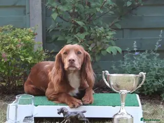 Cocker Spaniel dogs Working cocker spaniel Kc reg - Advert 1